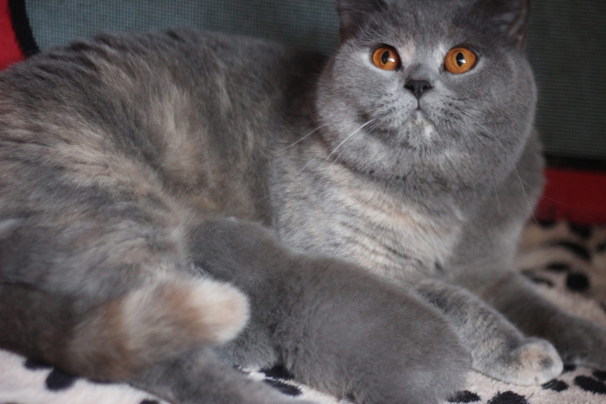 Billie Jean from City of Angels – British Shorthair BSH g blue tortie