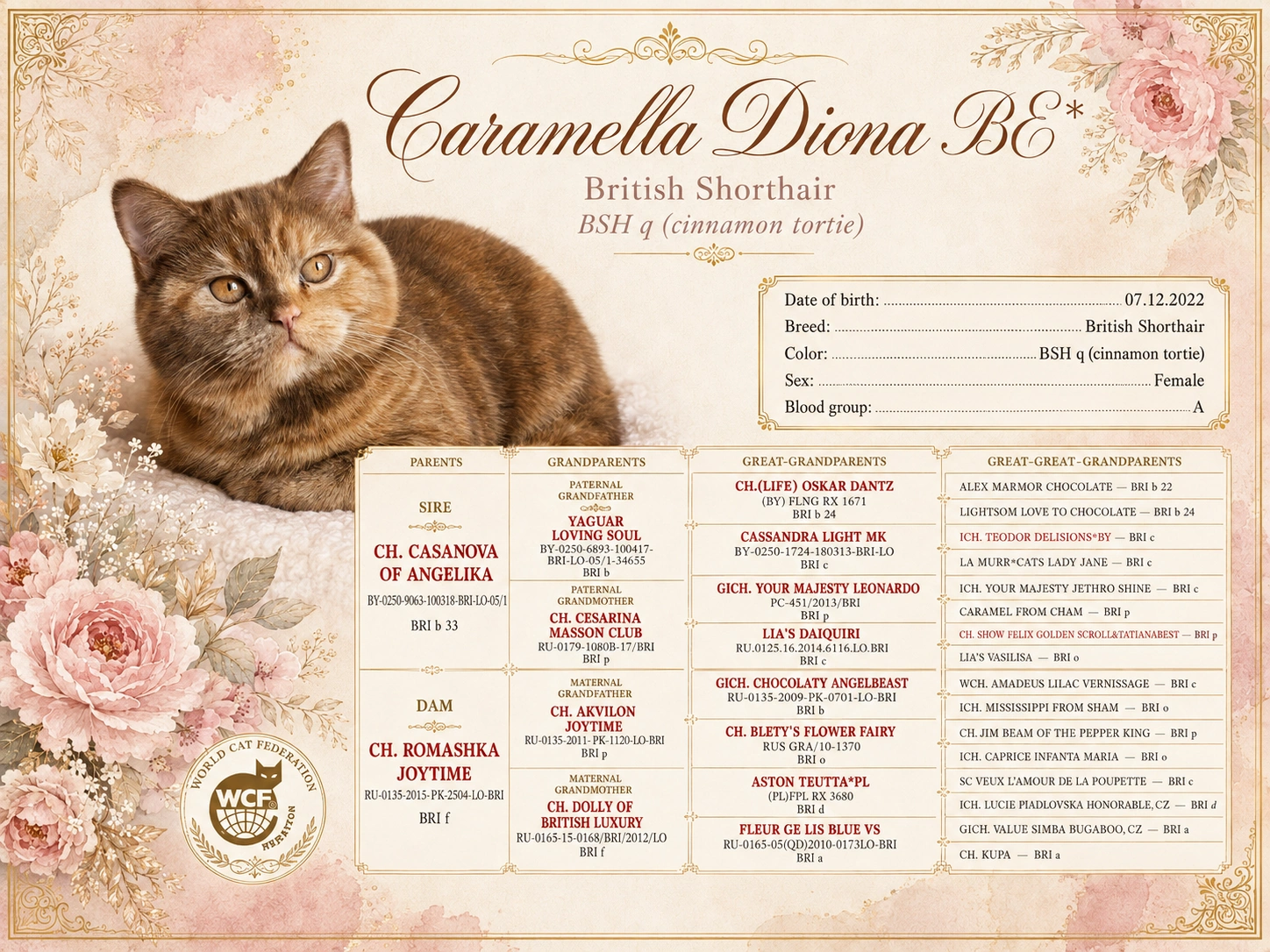 Caramella Diona BE* – British Shorthair BSH q cinnamon tortie