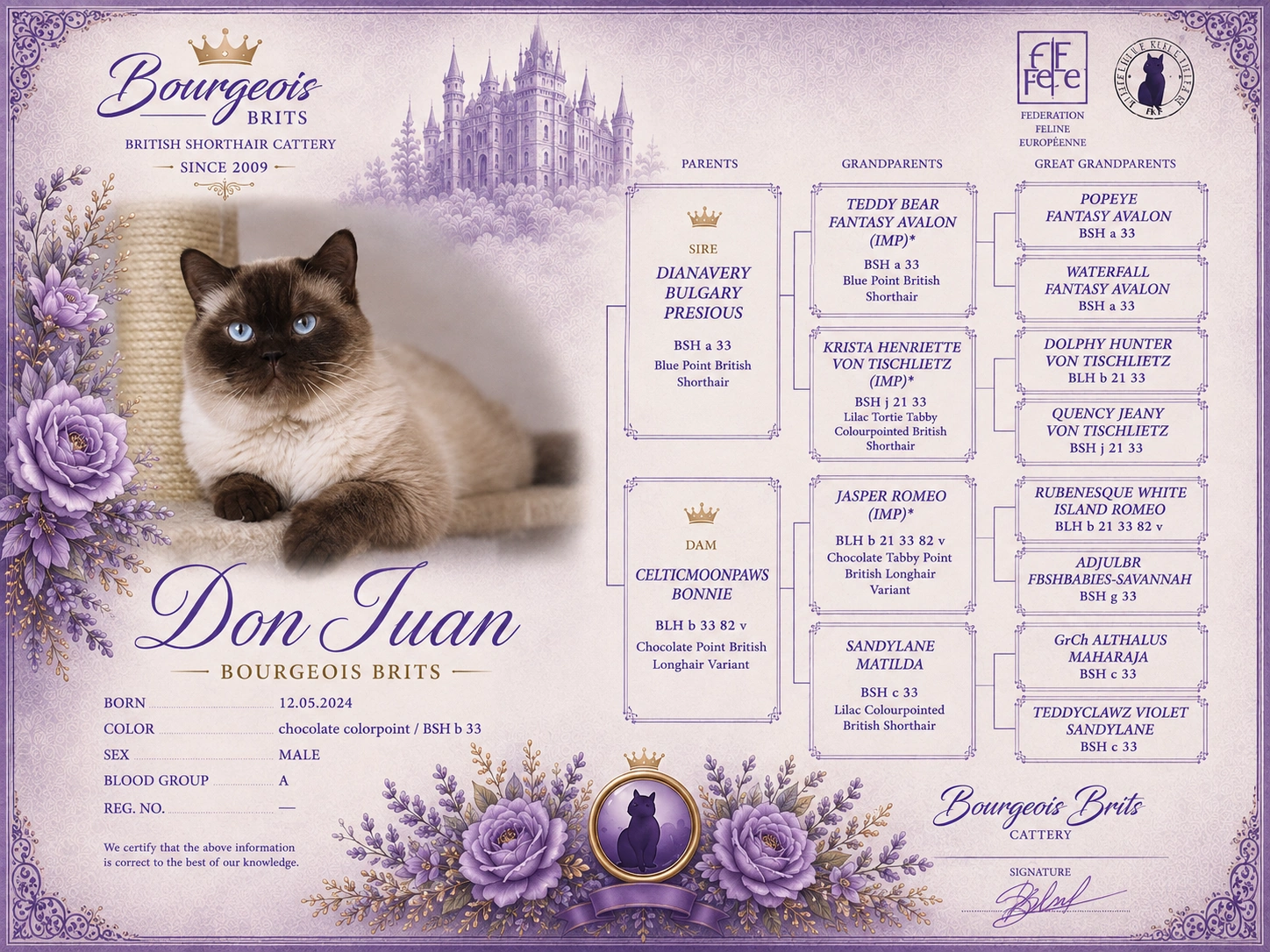 DianAvery Don Juan – British Shorthair BSH b 33 chocolate colourpoint