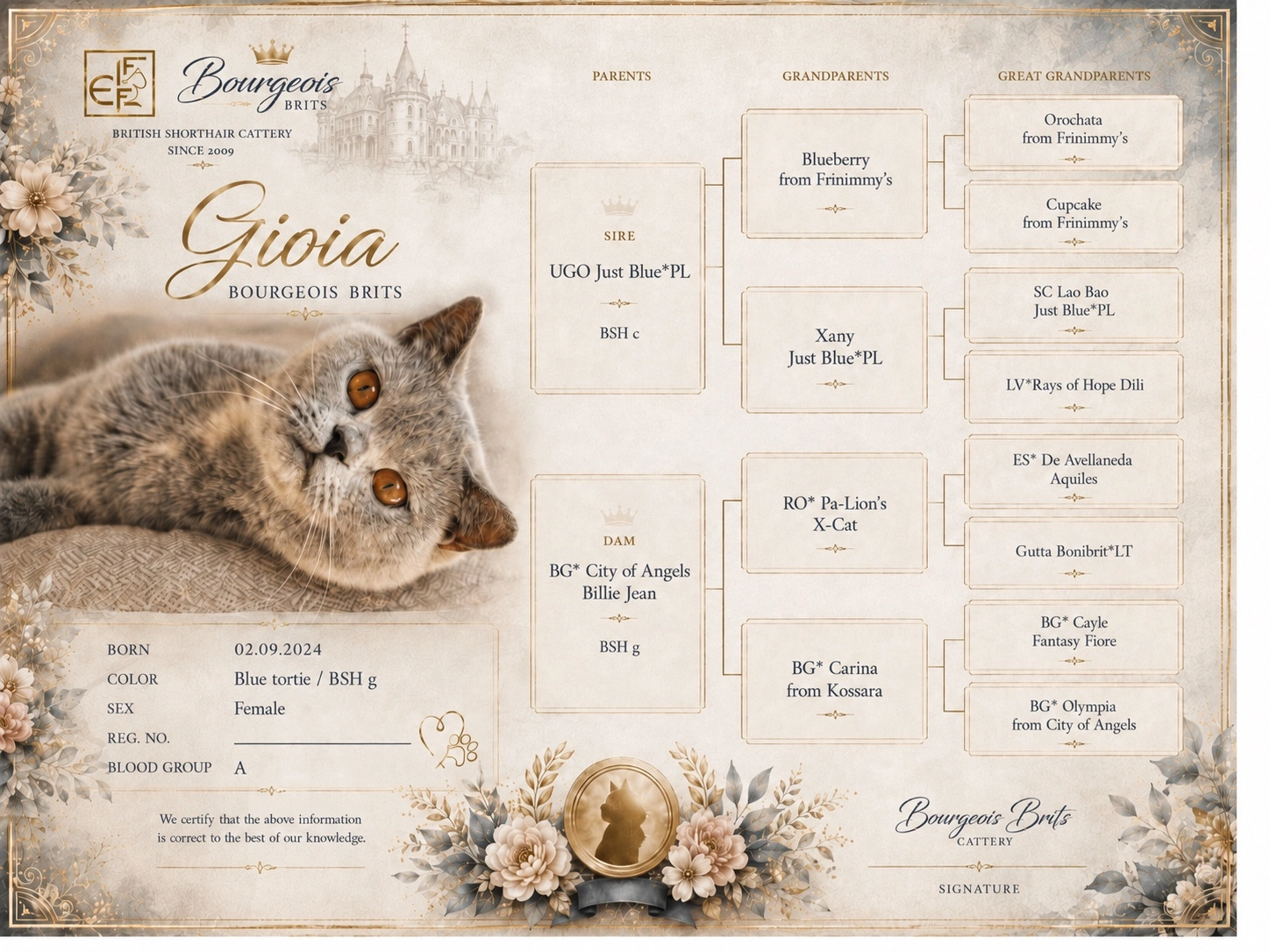 Gioia Bourgeois Brits – British Shorthair BSH g blue tortie