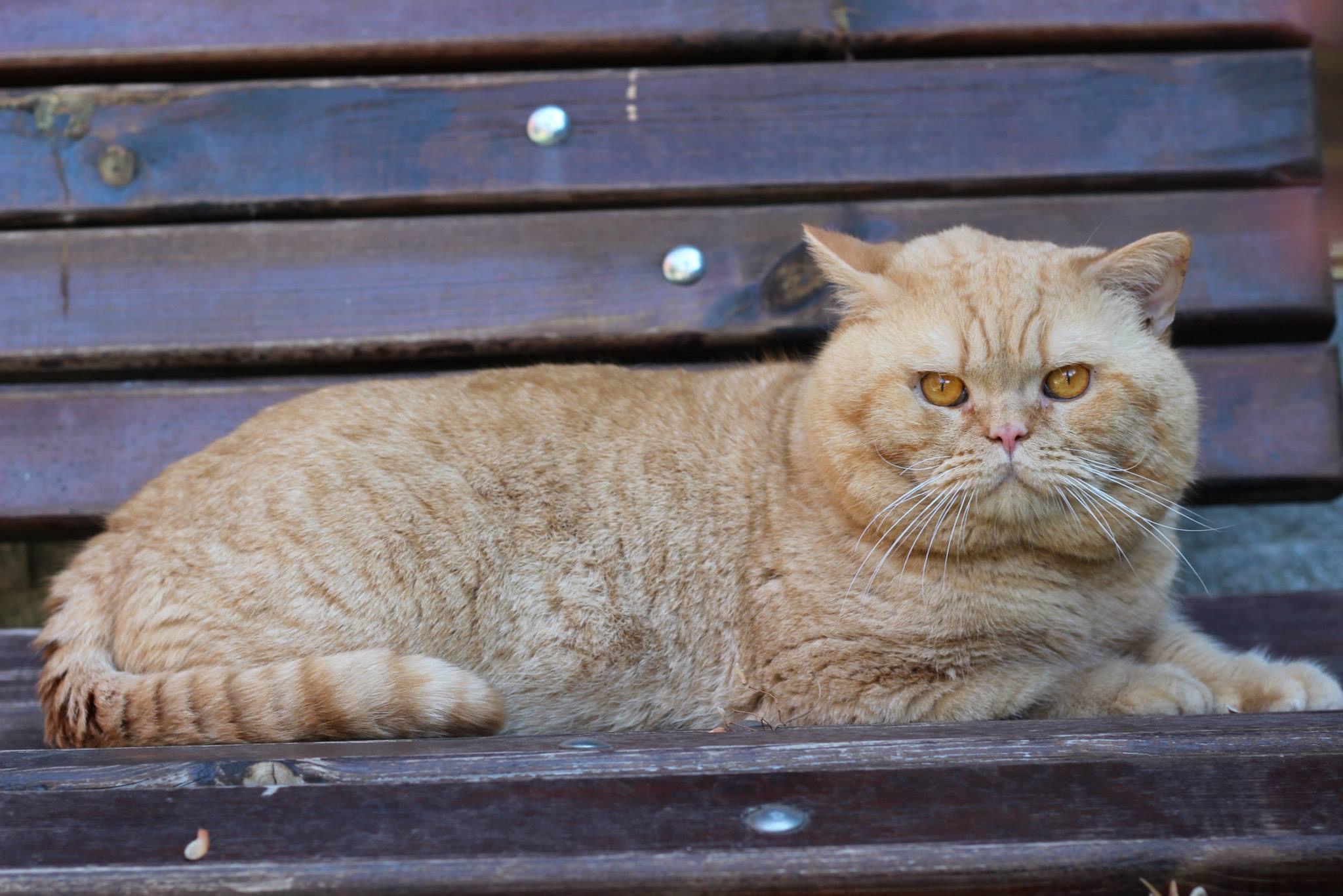 Котка от историята на Bourgeois Brits BG*