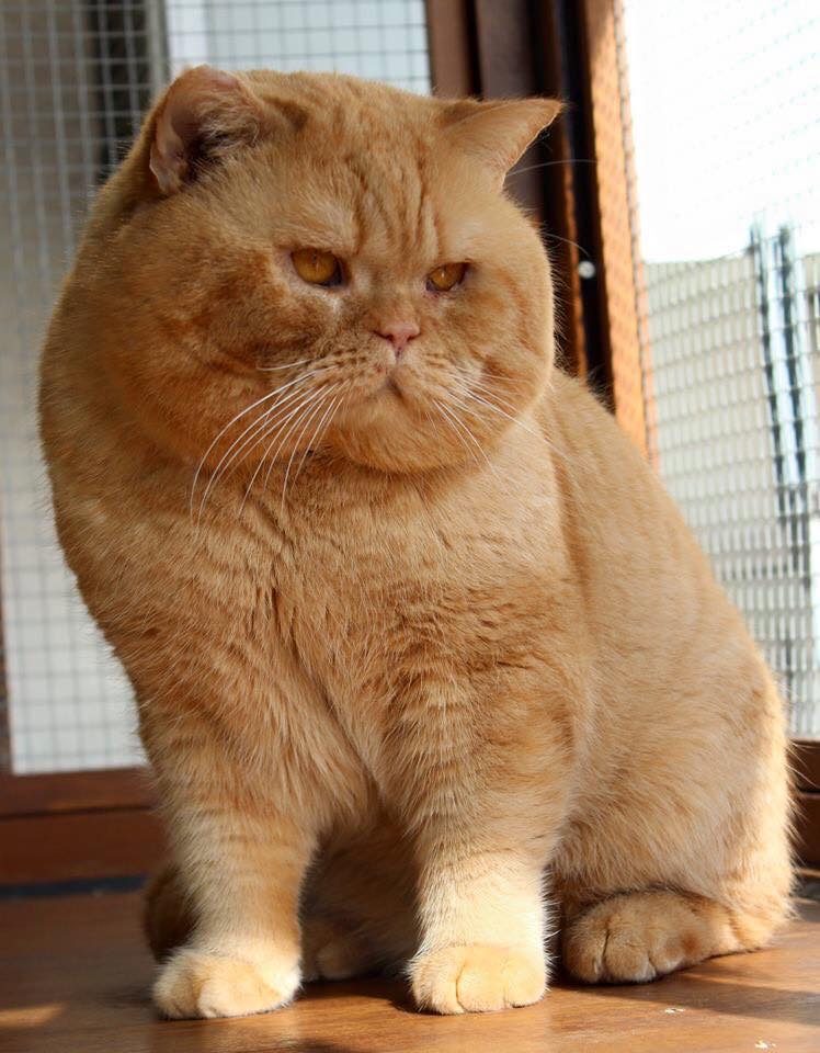 Котка от историята на Bourgeois Brits BG*