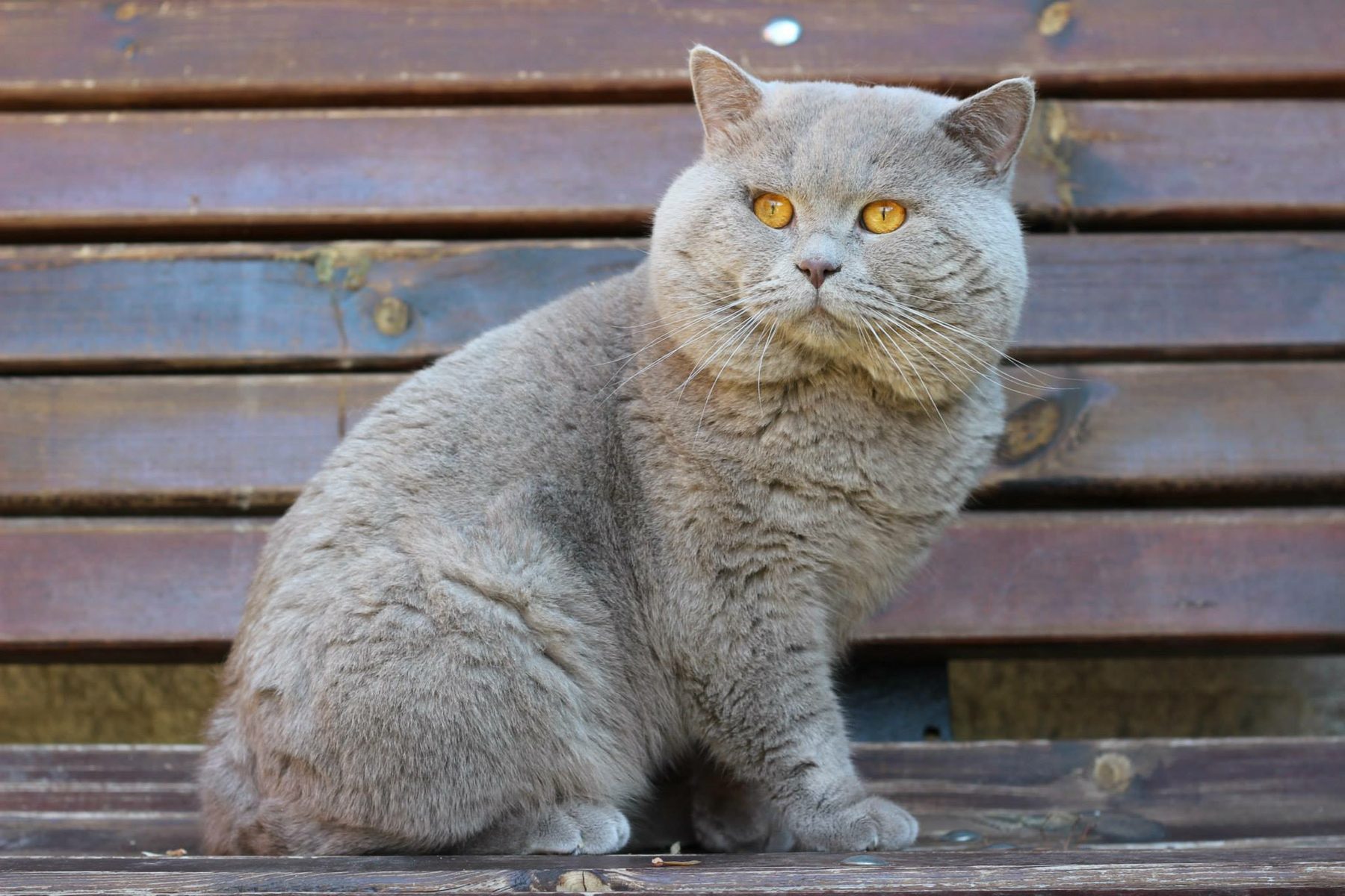 Котка от историята на Bourgeois Brits BG*