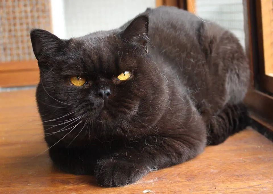 Котка от историята на Bourgeois Brits BG*