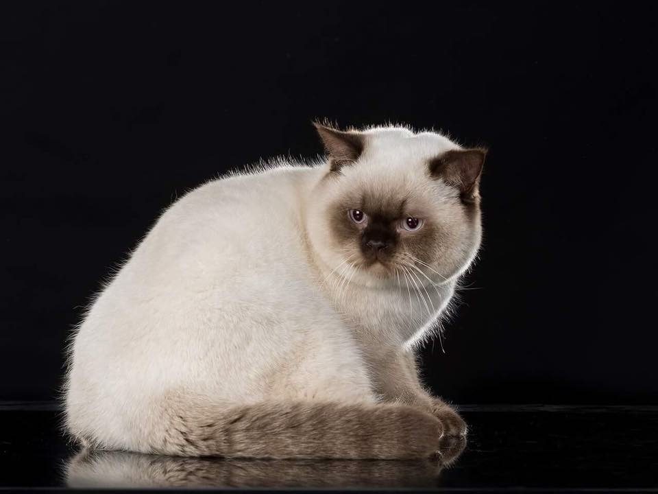 Котка от историята на Bourgeois Brits BG*