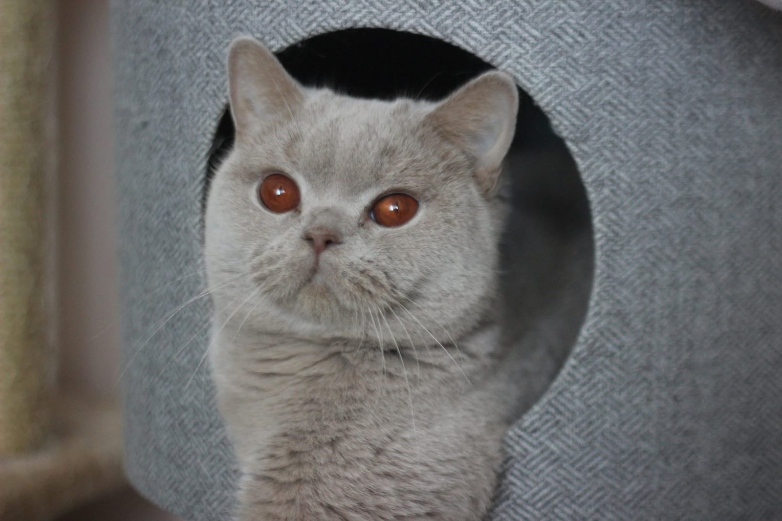 Prada Luna Gatto – снимка от галерията