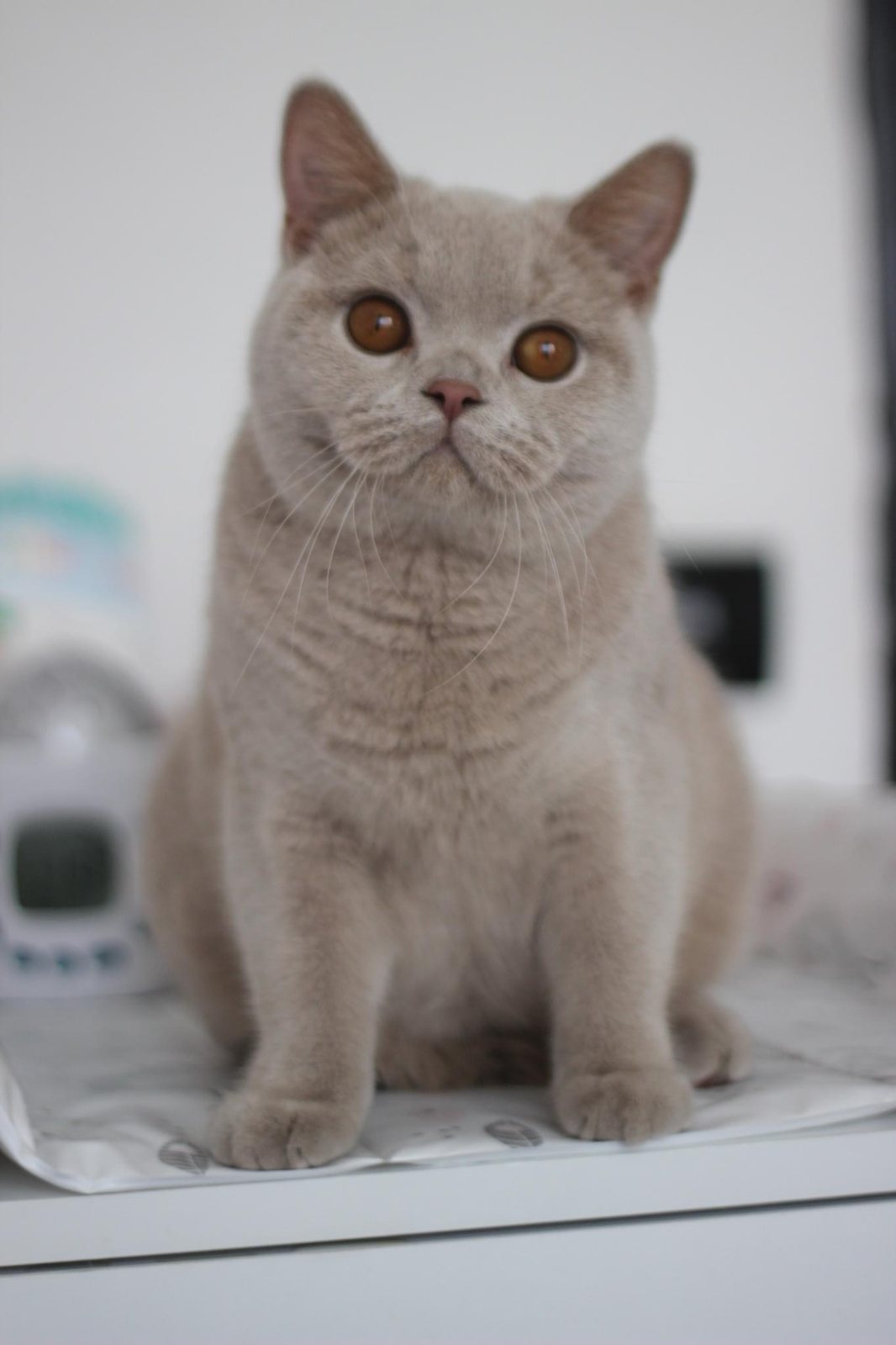 Prada Luna Gatto – снимка от галерията