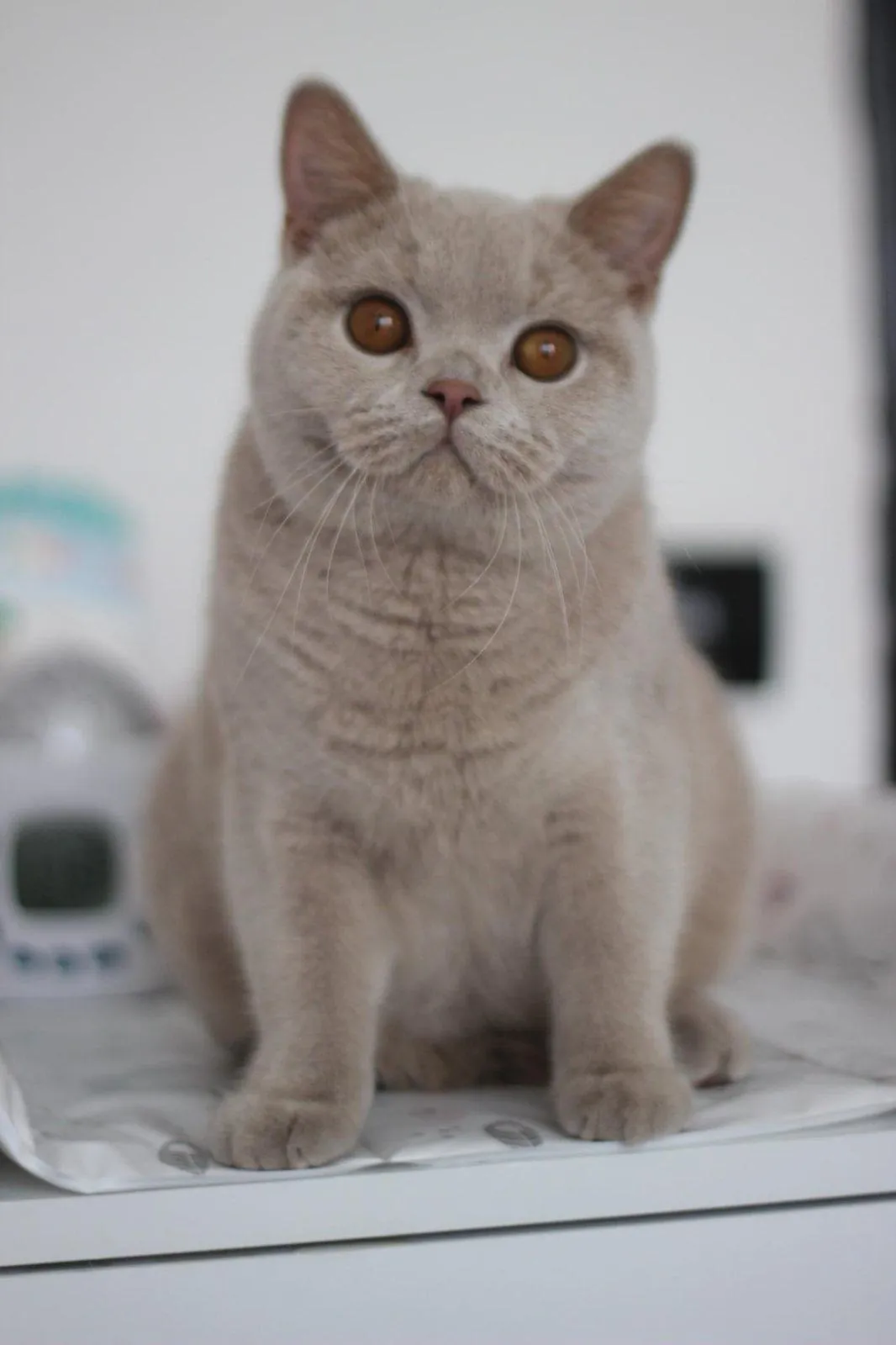 Prada Luna Gatto – снимка от галерията