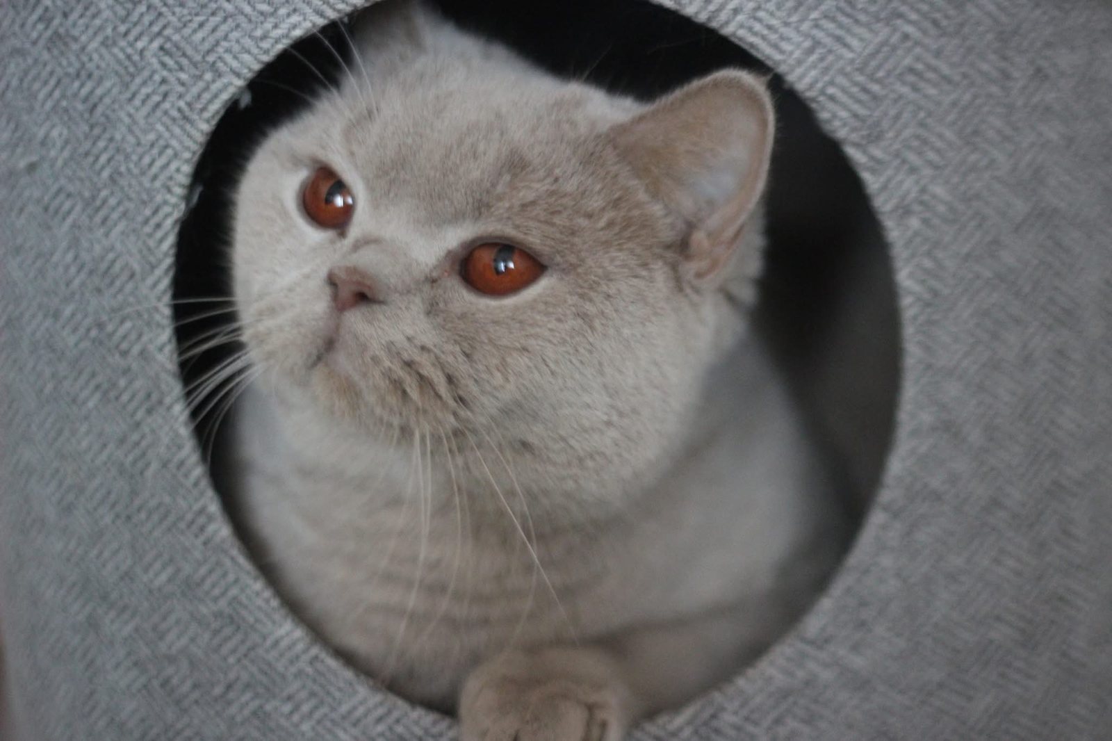 Prada Luna Gatto – снимка от галерията