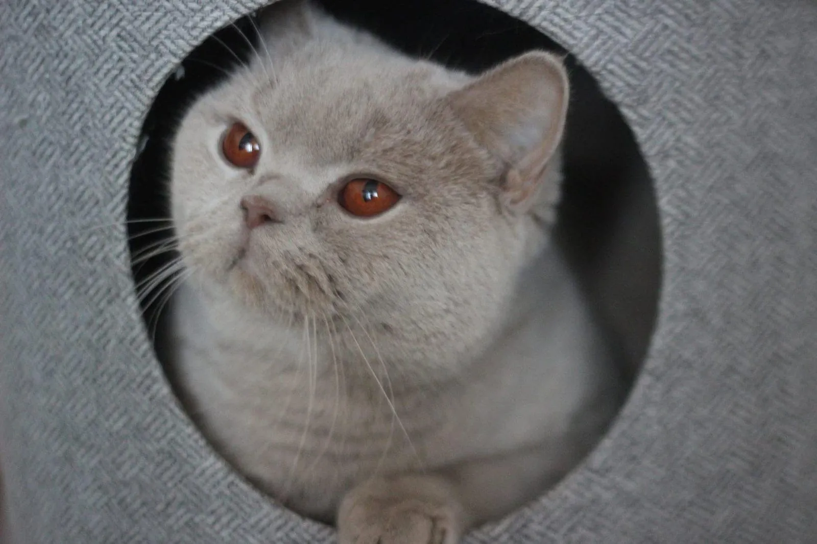 Prada Luna Gatto – снимка от галерията
