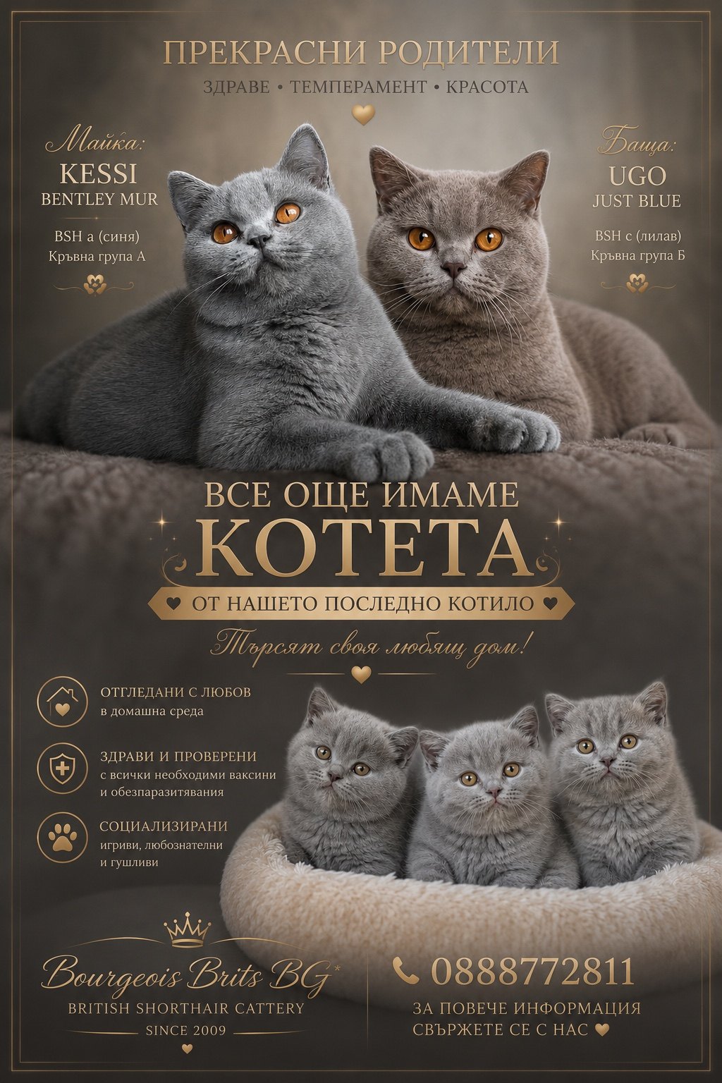 Котило K — Bourgeois Brits BG*