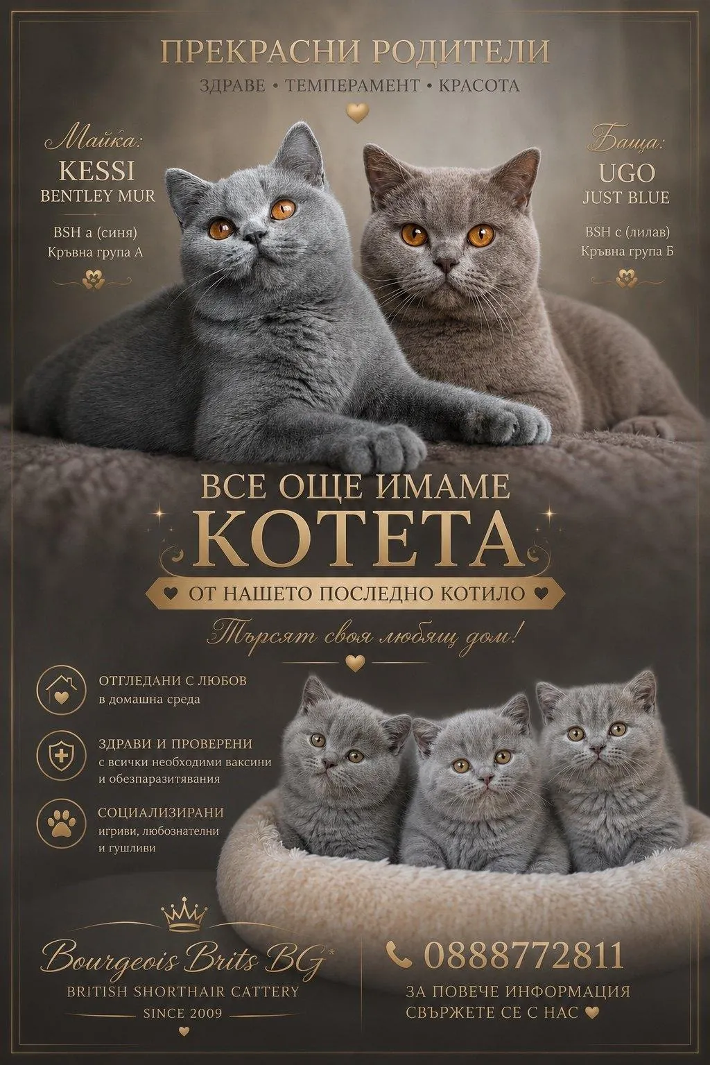 Котило K на Bourgeois Brits BG* – British Shorthair kittens