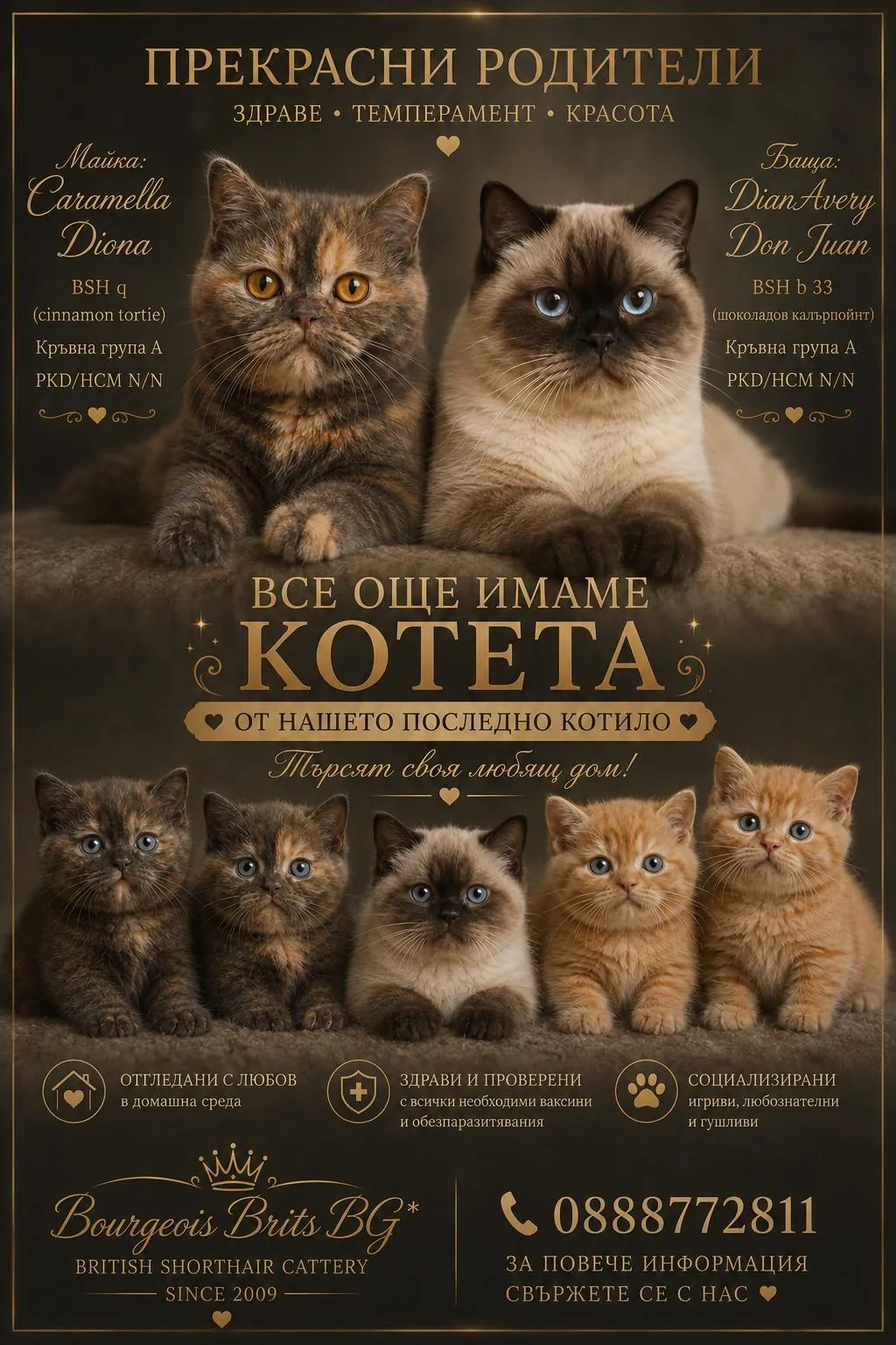 Котило M на Bourgeois Brits BG* – British Shorthair kittens