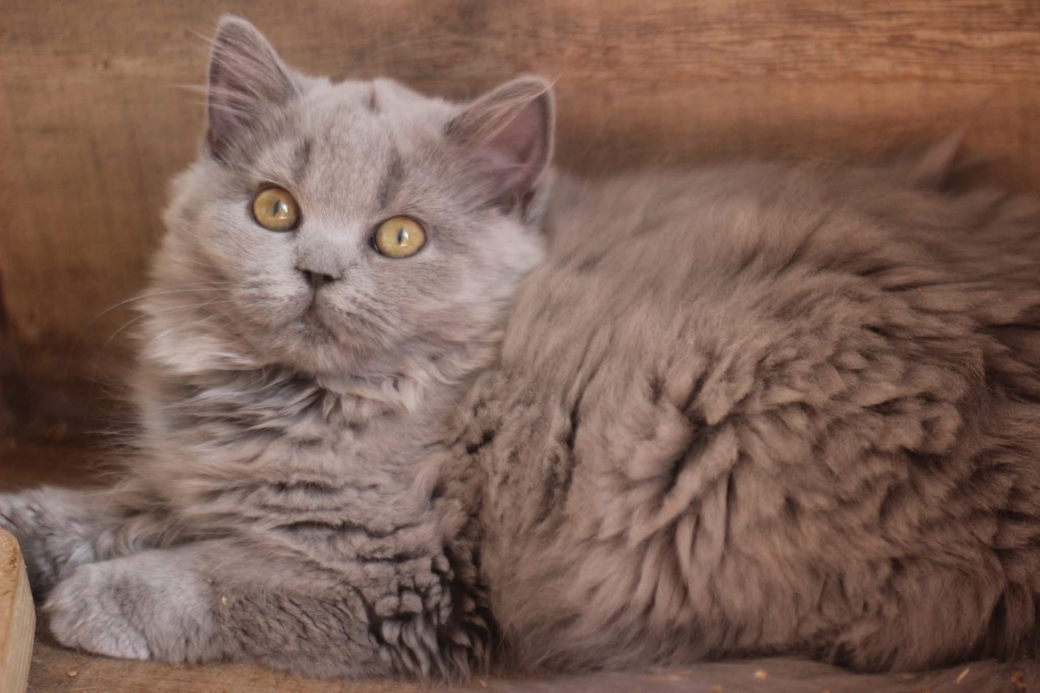Котило K — снимка 3