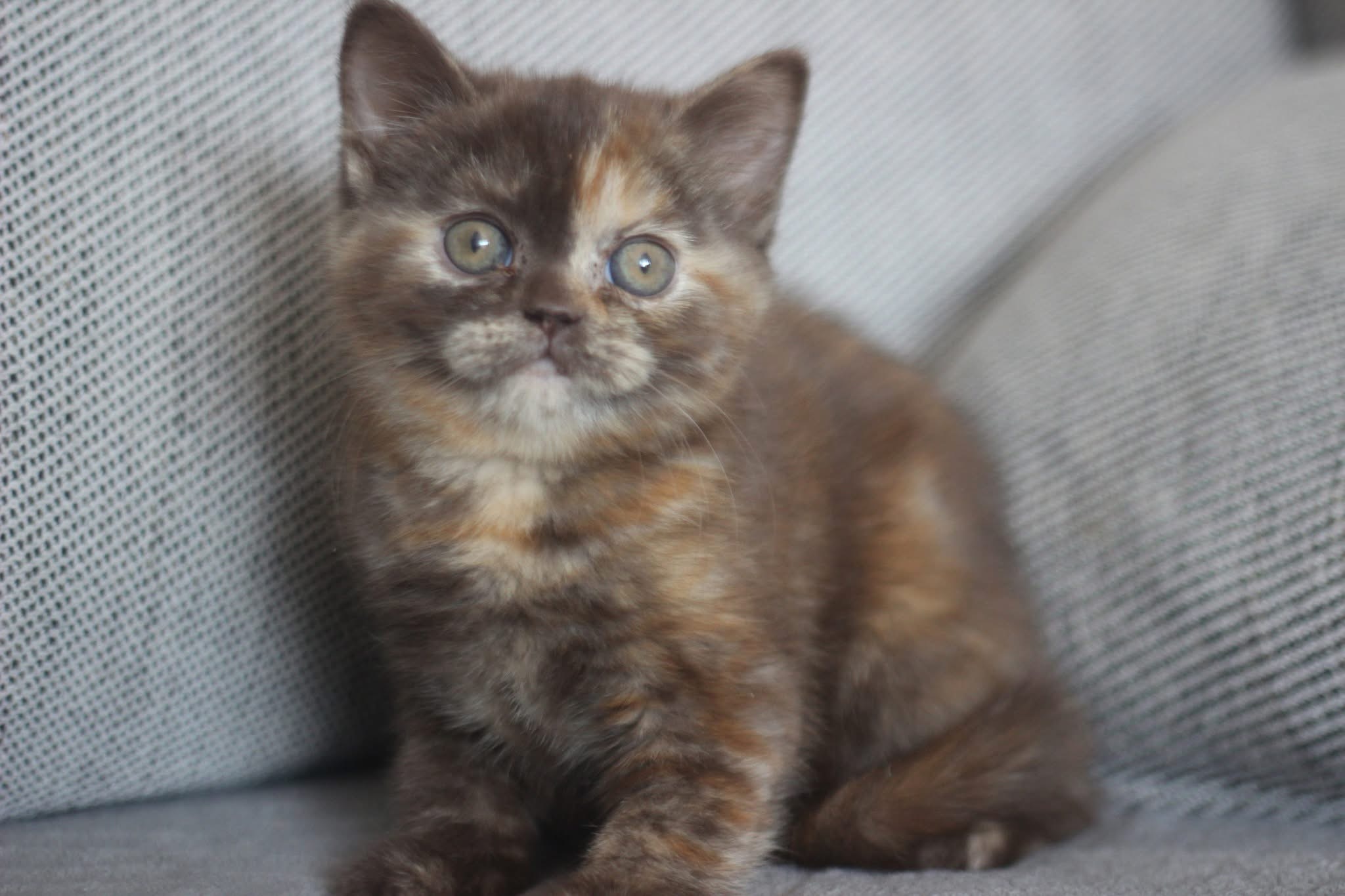 Котило M — снимка 1