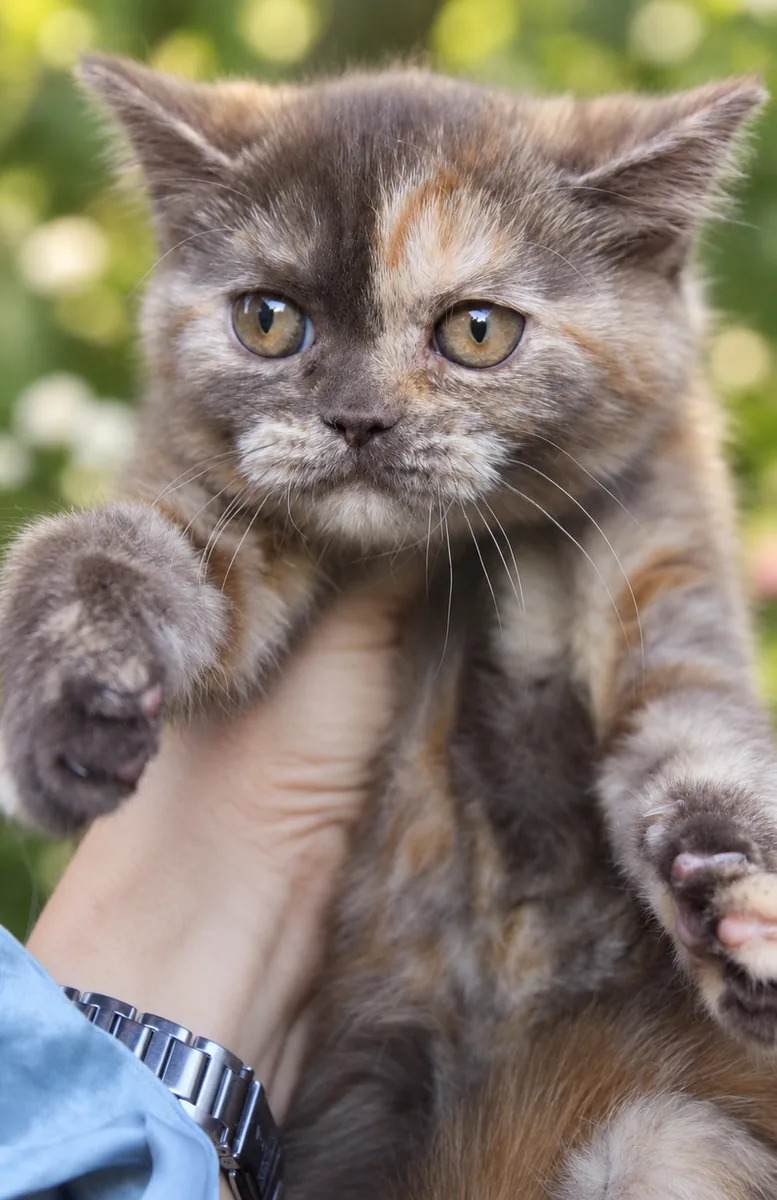 Котило M — снимка 1