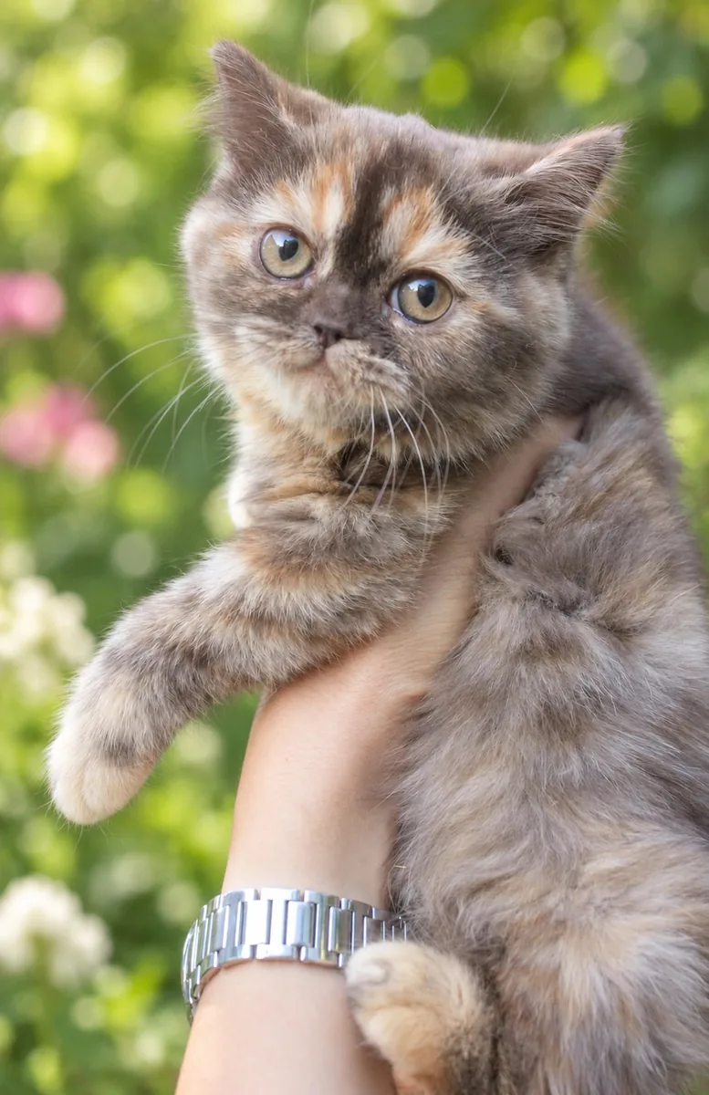 Котило M — снимка 2