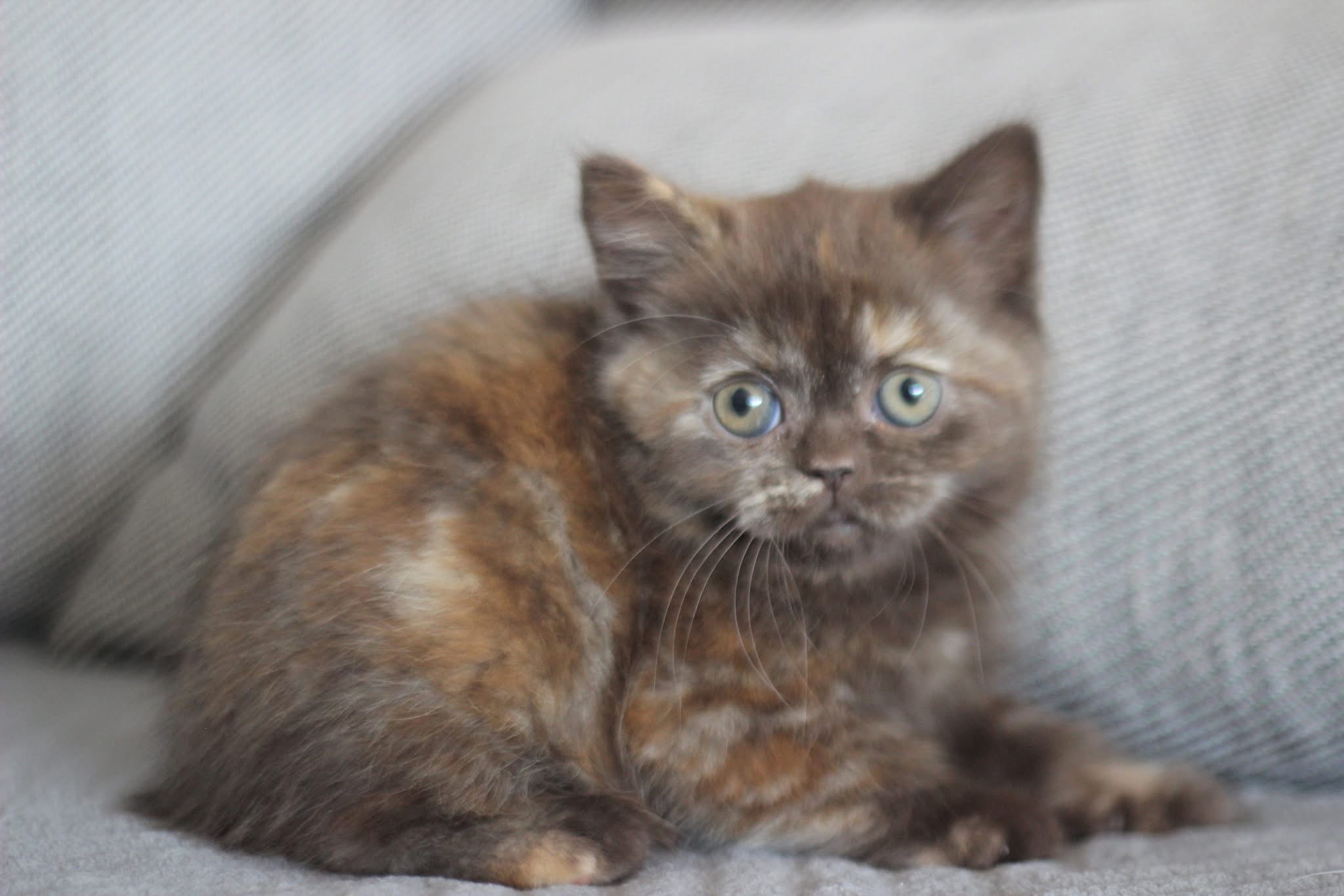 Котило M — снимка 3