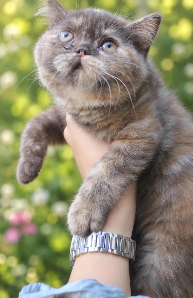 Котило M — снимка 3
