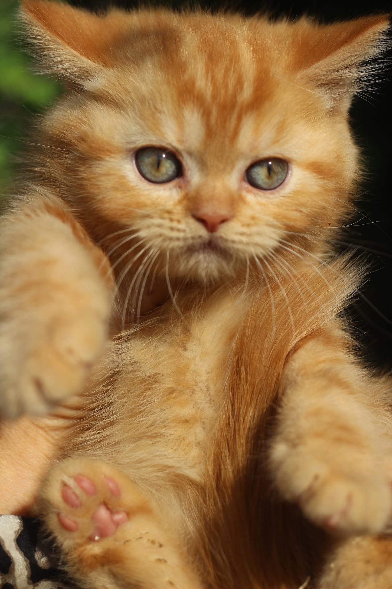 Котило M — снимка 5