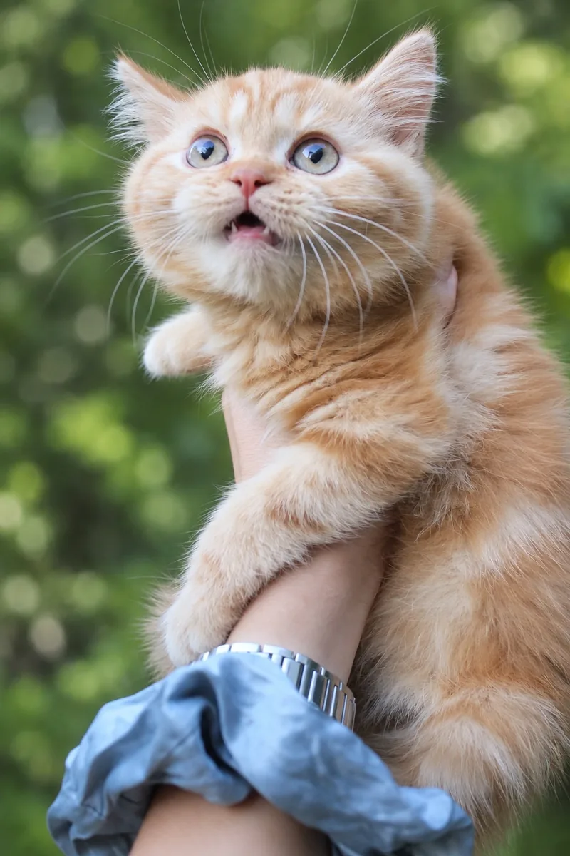 Котило M — снимка 5