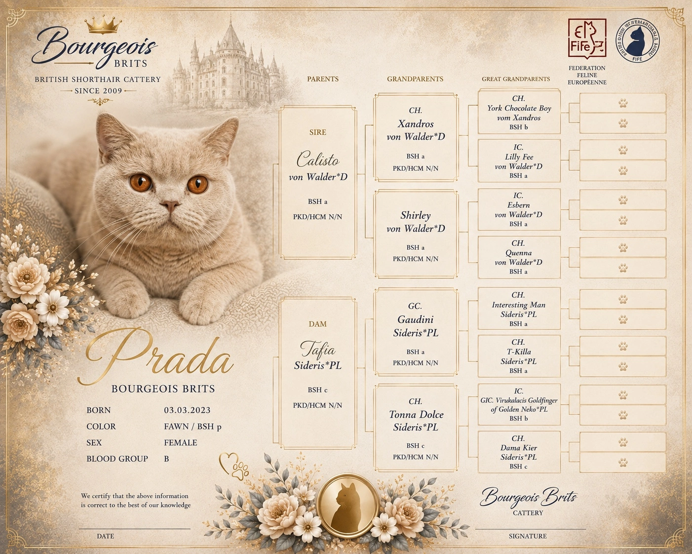 Prada Luna Gatto – British Shorthair BSH p fawn