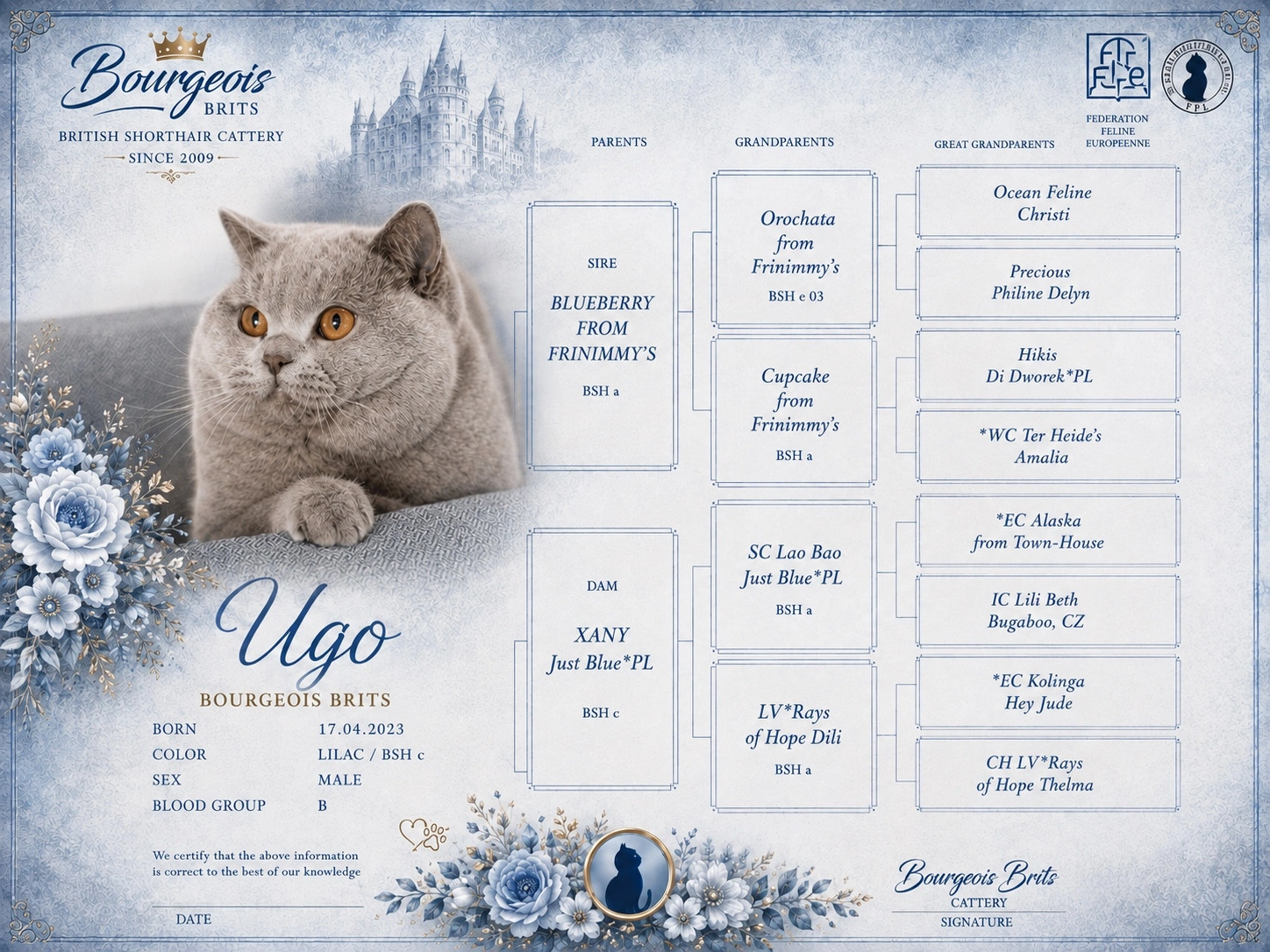 Ugo Just Blue – British Shorthair BSH c lilac